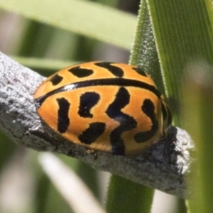 Cleobora mellyi at Hawker, ACT - 17 Oct 2021