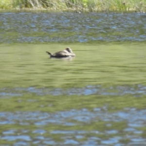 Oxyura australis at Bungendore, NSW - 17 Oct 2021