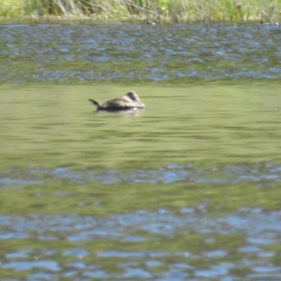 Oxyura australis (Blue-billed Duck) at Bungendore, NSW - 17 Oct 2021 by Liam.m