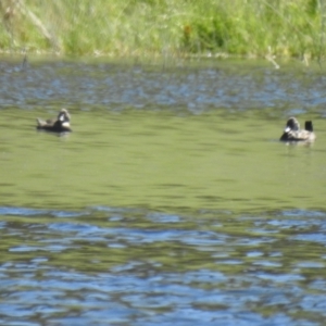 Oxyura australis at Bungendore, NSW - 17 Oct 2021