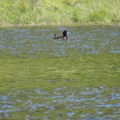 Oxyura australis at Bungendore, NSW - 17 Oct 2021