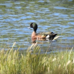 Anas castanea (Chestnut Teal) at Bungendore, NSW - 17 Oct 2021 by Liam.m
