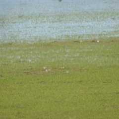 Anarhynchus ruficapillus (Red-capped Plover) at Lake George, NSW - 17 Oct 2021 by Liam.m