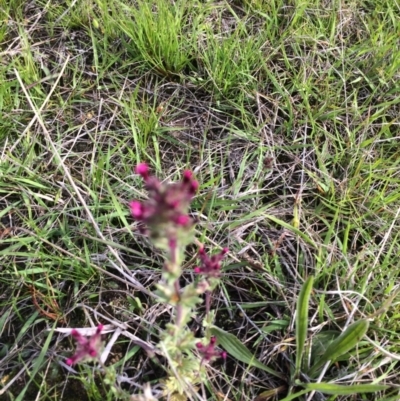 Parentucellia latifolia (Red Bartsia) at Wanniassa Hill - 18 Oct 2021 by BruceG