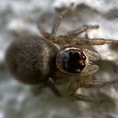 Maratus griseus (Jumping spider) at Jerrabomberra, NSW - 18 Oct 2021 by SteveBorkowskis