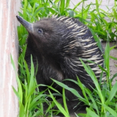 Tachyglossus aculeatus (Short-beaked Echidna) at Lions Youth Haven - Westwood Farm A.C.T. - 18 Oct 2021 by HelenCross