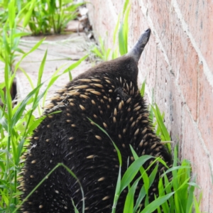 Tachyglossus aculeatus at suppressed - 18 Oct 2021