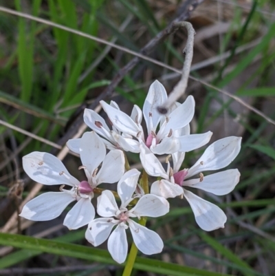 Burchardia umbellata (Milkmaids) at Albury, NSW - 17 Oct 2021 by Darcy