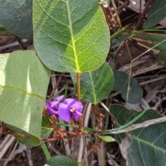 Hardenbergia violacea (False Sarsaparilla) at Albury, NSW - 17 Oct 2021 by Darcy