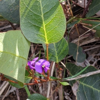 Hardenbergia violacea (False Sarsaparilla) at Albury, NSW - 17 Oct 2021 by Darcy
