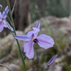 Arthropodium strictum (Chocolate Lily) at Albury, NSW - 17 Oct 2021 by Darcy