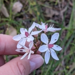 Burchardia umbellata (Milkmaids) at Albury, NSW - 17 Oct 2021 by Darcy