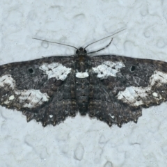 Eccymatoge callizona (White-spotted Carpet) at Ainslie, ACT - 16 Oct 2021 by jbromilow50