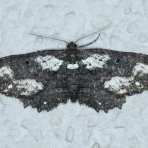 Eccymatoge callizona at Ainslie, ACT - 16 Oct 2021