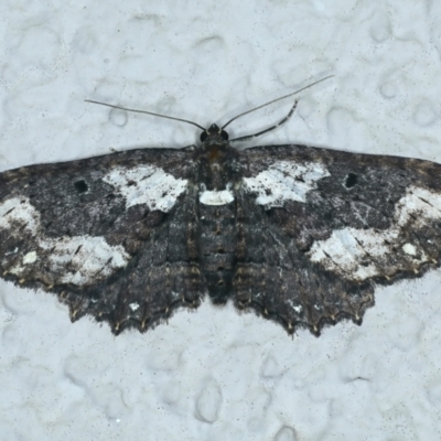 Eccymatoge callizona (White-spotted Carpet) at Ainslie, ACT - 16 Oct 2021 by jbromilow50