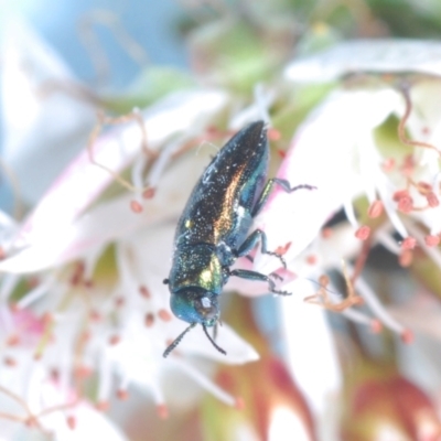 Diphucrania minutissima (A jewel beetle) at Cavan, NSW - 18 Oct 2021 by Harrisi