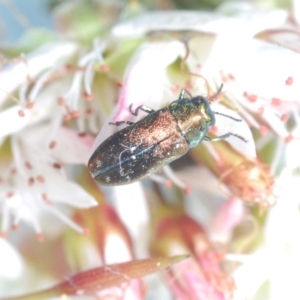 Diphucrania minutissima at Cavan, NSW - 18 Oct 2021