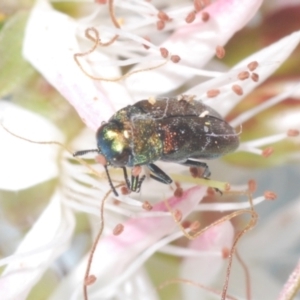 Diphucrania minutissima at Cavan, NSW - 18 Oct 2021