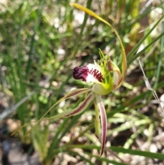 Caladenia atrovespa (Green-comb Spider Orchid) at Cook, ACT - 17 Oct 2021 by drakes