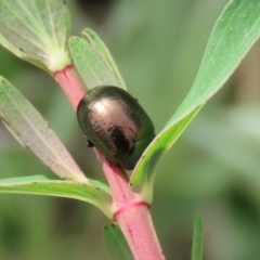 Chrysolina quadrigemina (Greater St Johns Wort beetle) at Pine Island to Point Hut - 18 Oct 2021 by RodDeb