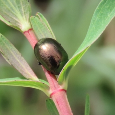 Chrysolina quadrigemina (Greater St Johns Wort beetle) at Pine Island to Point Hut - 18 Oct 2021 by RodDeb