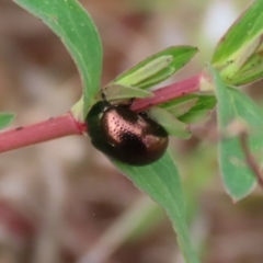 Chrysolina quadrigemina at Greenway, ACT - 18 Oct 2021