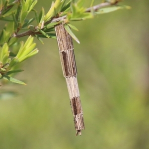 Lepidoscia arctiella at Greenway, ACT - 18 Oct 2021