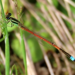 Ischnura aurora at Greenway, ACT - 18 Oct 2021