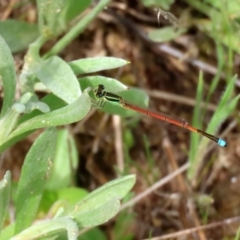 Ischnura aurora at Greenway, ACT - 18 Oct 2021 02:55 PM