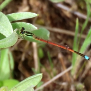 Ischnura aurora at Greenway, ACT - 18 Oct 2021