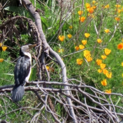 Microcarbo melanoleucos (Little Pied Cormorant) at Pine Island to Point Hut - 18 Oct 2021 by RodDeb