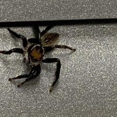 Maratus griseus (Jumping spider) at Pialligo, ACT - 19 Oct 2021 by FeralGhostbat