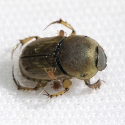 Euoniticellus fulvus (Fulvus dung beetle) at Higgins, ACT - 18 Oct 2021 by AlisonMilton