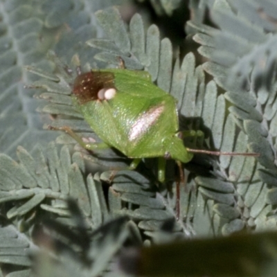 Ocirrhoe unimaculata (Green Stink Bug) at The Pinnacle - 17 Oct 2021 by AlisonMilton
