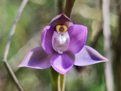 Thelymitra pauciflora (Slender Sun Orchid) at Coree, ACT - 18 Oct 2021 by RobG1