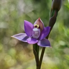 Thelymitra pauciflora at Coree, ACT - 18 Oct 2021