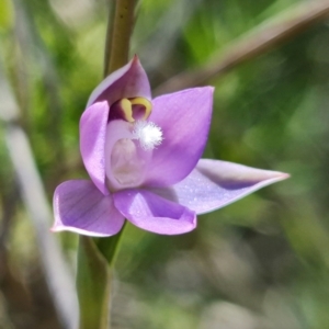 Thelymitra pauciflora at Coree, ACT - 18 Oct 2021