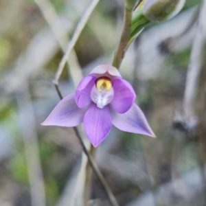 Thelymitra pauciflora at Coree, ACT - suppressed