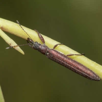 Rhinotia filiformis (A belid weevil) at The Pinnacle - 16 Oct 2021 by AlisonMilton