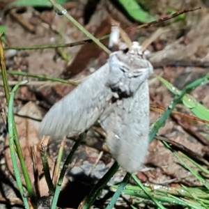 Rhuma (genus) at Jerrabomberra, ACT - 18 Oct 2021