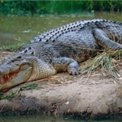 Crocodylus porosus (Saltwater Crocodile, Estuarine Crocodile) at Beerwah, QLD - 1 Nov 2000 by MichaelBedingfield
