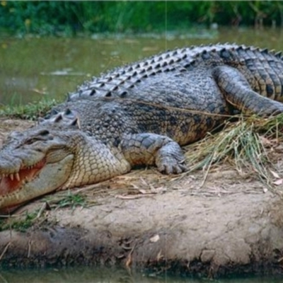 Crocodylus porosus (Saltwater Crocodile, Estuarine Crocodile) at Beerwah, QLD - 1 Nov 2000 by michaelb