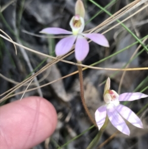 Caladenia carnea at Paddys River, ACT - suppressed