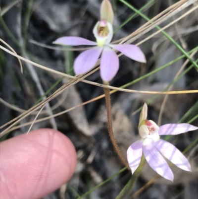 Caladenia carnea (Pink Fingers) at Paddys River, ACT - 9 Oct 2021 by Tapirlord