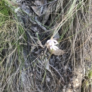 Caladenia carnea at Paddys River, ACT - suppressed