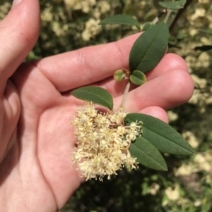 Pomaderris andromedifolia at Paddys River, ACT - 9 Oct 2021