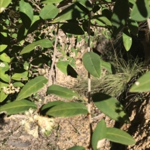 Pomaderris andromedifolia at Paddys River, ACT - 9 Oct 2021