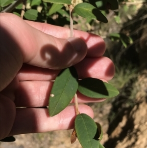 Pomaderris andromedifolia at Paddys River, ACT - 9 Oct 2021