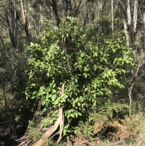 Olearia argophylla at Paddys River, ACT - 9 Oct 2021