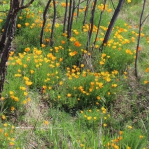 Eschscholzia californica at Greenway, ACT - 18 Oct 2021 02:42 PM